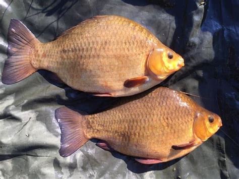 想釣鯽魚怎麼避開白條